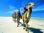 Oakfield Ranch Camel Rides :: Port Stephens